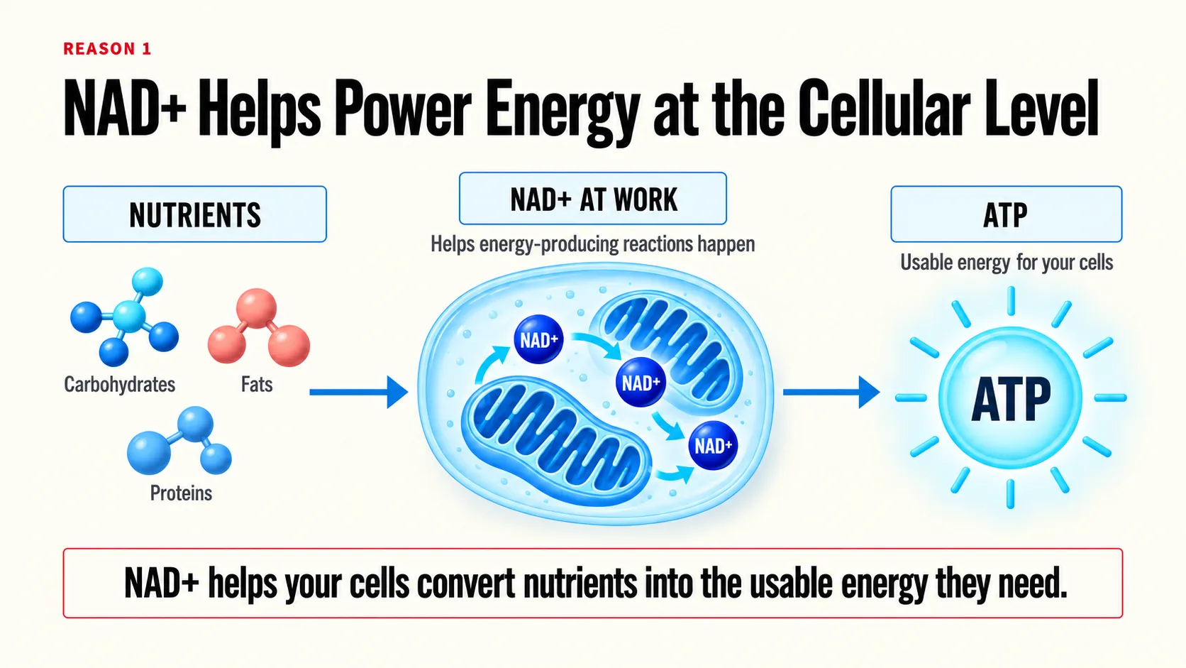 A diagram tracing carbohydrates, fats and proteins into a cell, where NAD+ helps the energy-producing reactions that make ATP.