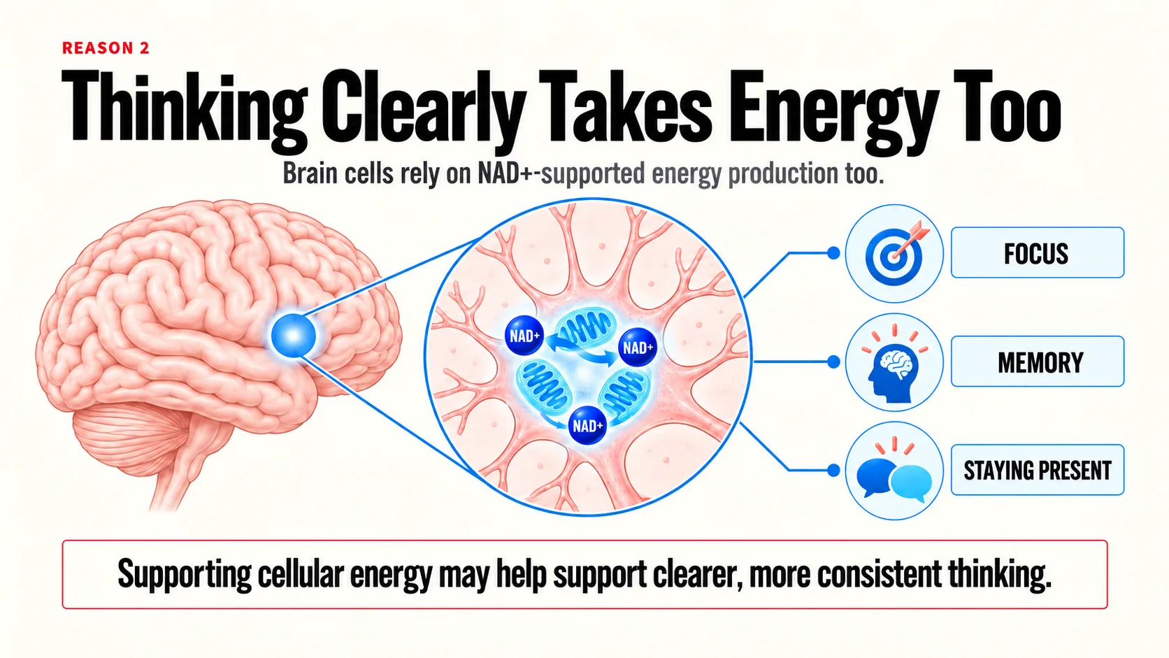 A diagram of brain cells relying on the same NAD+-supported energy production used throughout the body, linked to focus, memory and staying present.