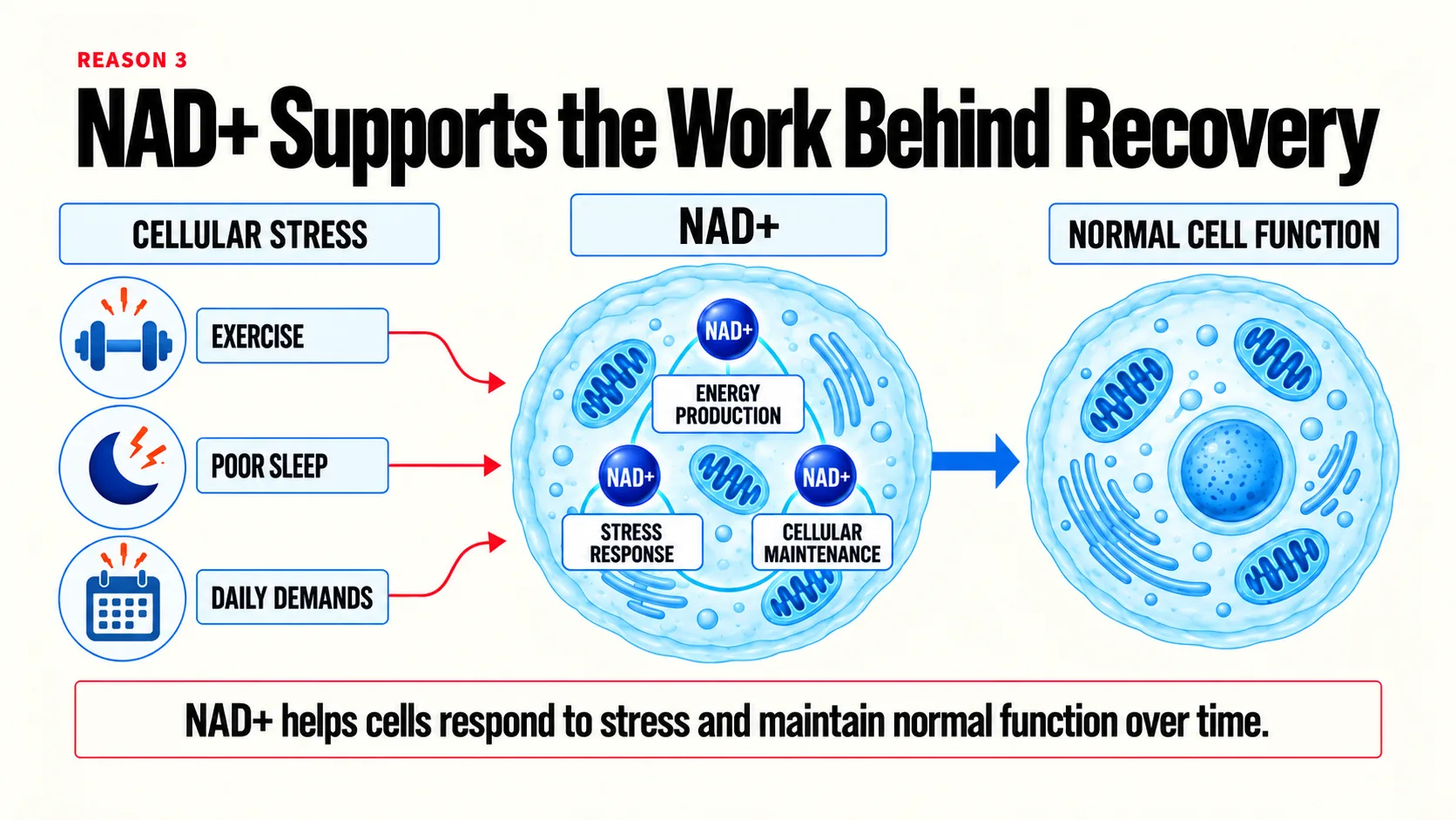 A diagram showing exercise, poor sleep and daily demands as cellular stress, with NAD+ supporting energy production, stress response and cellular maintenance toward normal cell function.